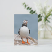 Carte Postale Puffin Pose (Debout devant)