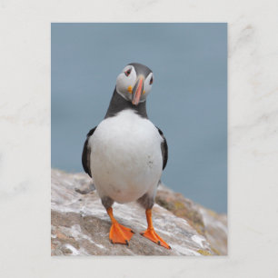 Carte Postale Puffin Pose