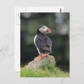 Carte Postale Puffin sur un rocher (Devant / Derrière)
