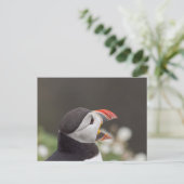 Carte Postale Puffin Talkatif De Skomer (Debout devant)