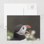 Carte Postale Puffin Talkatif De Skomer (Devant / Derrière)