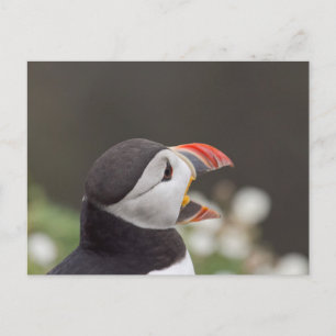 Carte Postale Puffin Talkatif De Skomer
