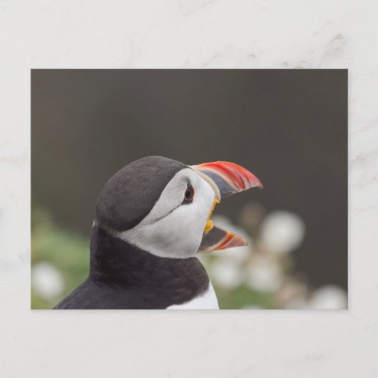 Carte Postale Puffin Talkatif De Skomer (Devant)