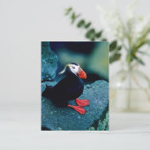 Carte Postale Puffin touffu (Debout devant)