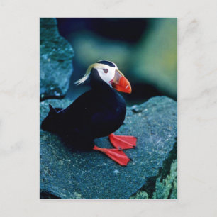 Carte Postale Puffin touffu