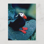 Carte Postale Puffin touffu (Devant)