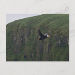 Carte Postale Puffin touffu en vol à l'île Aiktak