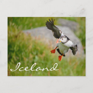 Carte Postale Puffin volant en Islande