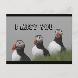 Carte postale Puffins