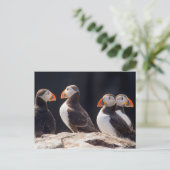 Carte Postale Puffins (Debout devant)