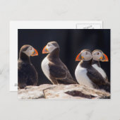 Carte Postale Puffins (Devant / Derrière)