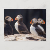 Carte Postale Puffins (Devant)
