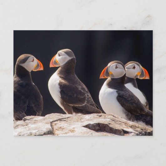 Carte Postale Puffins (Devant)