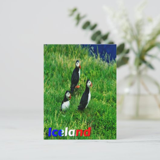 Carte Postale Puffins (Debout devant)