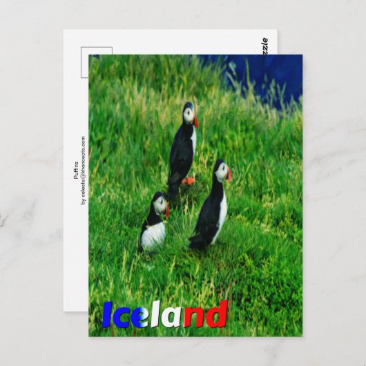 Carte Postale Puffins (Devant / Derrière)