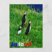 Carte Postale Puffins (Devant)