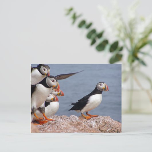 Carte postale Puffins (Debout devant)
