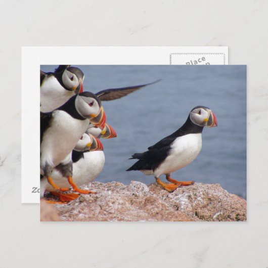 Carte postale Puffins (Devant / Derrière)