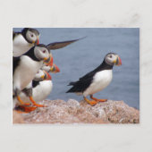 Carte postale Puffins (Devant)