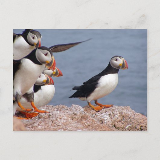 Carte postale Puffins (Devant)