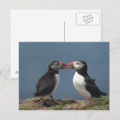 Carte Postale Puffins amusants (Devant / Derrière)