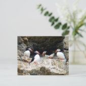 Carte Postale Puffins arctiques dans le Svalbard (Debout devant)