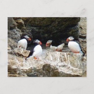 Carte Postale Puffins arctiques dans le Svalbard