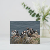 Carte Postale Puffins de Skomer Island (Debout devant)
