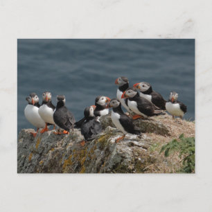 Carte Postale Puffins de Skomer Island