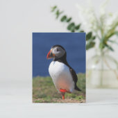 Carte Postale Puffins de Skomer Island (Debout devant)