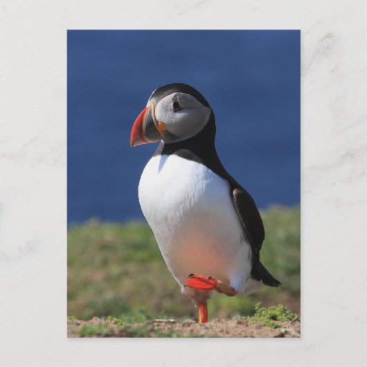 Carte Postale Puffins de Skomer Island (Devant)