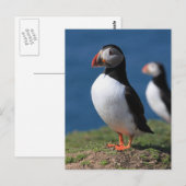 Carte Postale Puffins de Skomer Island (Devant / Derrière)