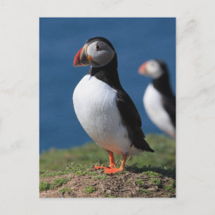 Carte Postale Puffins de Skomer Island