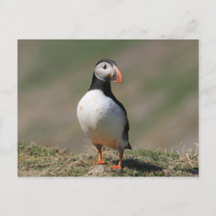 Carte Postale Puffins de Skomer Island