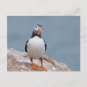Carte Postale Puffins de Skomer Island