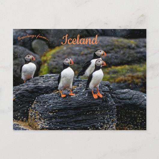 Carte Postale Puffins in the Rain in Iceland (Devant)