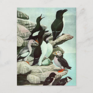 Carte Postale Puffins vintages et oiseaux aquatiques de Louis Fu