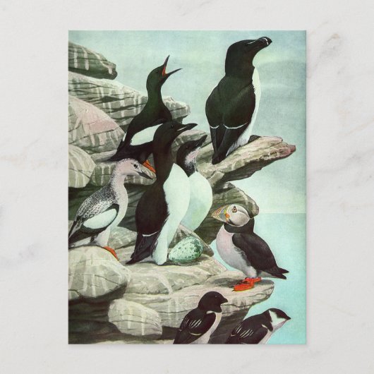 Carte Postale Puffins vintages et oiseaux aquatiques de Louis Fu (Devant)