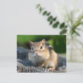 Carte Postale Puffy Cheeked Chipmunk (Debout devant)