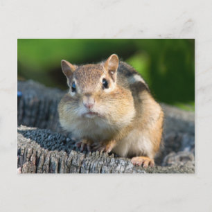 Carte Postale Puffy Cheeked Chipmunk