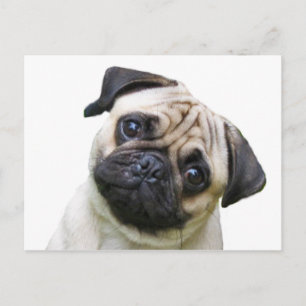 Carte Postale pug