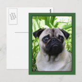 Carte postale Pug (Devant / Derrière)