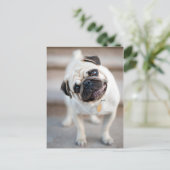 Carte Postale Pug Head Tilt (Debout devant)