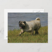 Carte Postale Pug Jouant Près de l'Eau (Devant / Derrière)