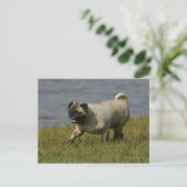 Carte Postale Pug Jouant Près de l'Eau (Debout devant)