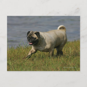 Carte Postale Pug Jouant Près de l'Eau