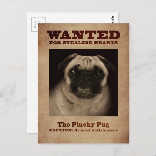 Carte Postale Pug Plucky Postcard (Devant / Derrière)