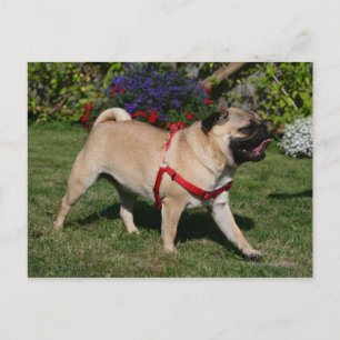 Carte Postale Pug Wearing Red Harness