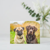 Carte Postale Pug with Dog Friend Playing Together (Debout devant)