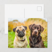 Carte Postale Pug with Dog Friend Playing Together (Devant / Derrière)